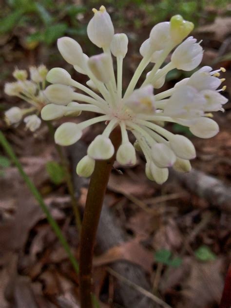 Allium tricoccum (Ramps, Wild Leek) | North Carolina Extension Gardener Plant Toolbox