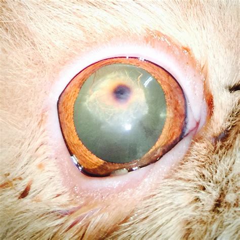 cat eye ulcer causes - Ivey Quick