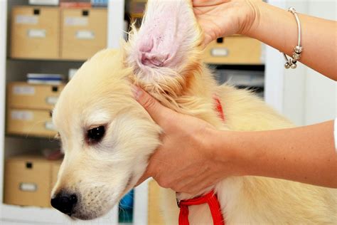 Dog Ear Mites Pictures - PetsWall