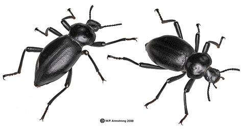 solitary dog sculptor: Animals: Insects: Beetle - Escarabajo - Part 2 - With words of mine: I'm ...