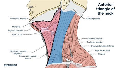 Anterior Triangle Of Neck Anatomy | Hot Sex Picture