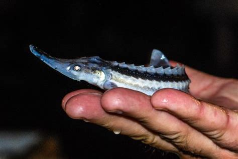 The Caspian Sea’s first Hope Spot established to protect critically ...