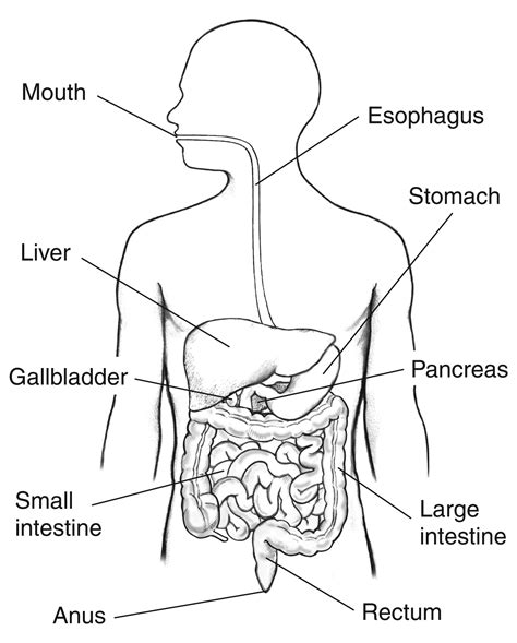 Human Digestive System Drawing at PaintingValley.com | Explore ...