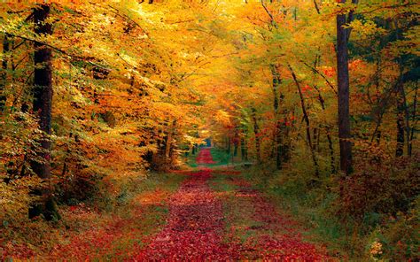 Autumn Forest Wallpapers #6877135