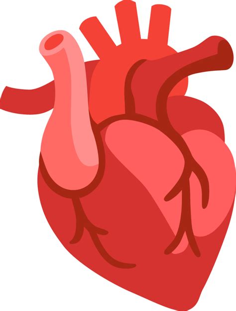 Anatomical heart png - Download Free Png Images