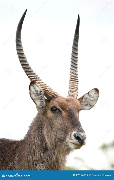 Waterbuck Antelope stock image. Image of face, alert - 17014717