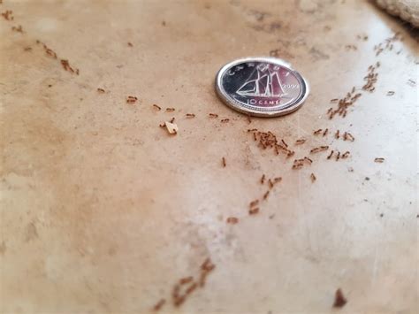 Toronto, Canada. The tiniest ants I have ever seen. Dime for scale ...