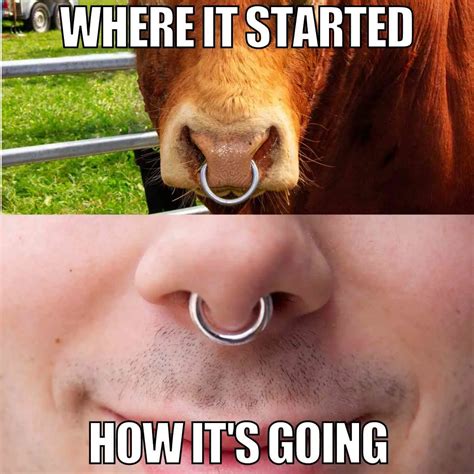 Update more than 141 cow nose ring best - vova.edu.vn