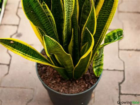 What Is The Best Soil for Snake Plant? (Ideal Formulation) - Store