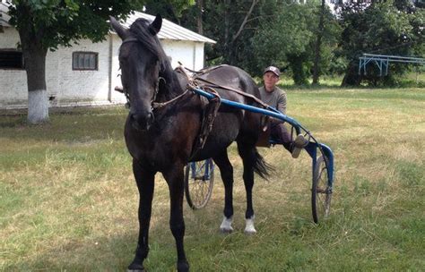 Poltava, Ukraine horse breeding farm for sale in government ...