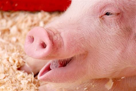 Laughing Pig Free Stock Photo - Public Domain Pictures