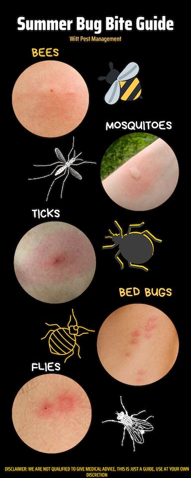 What Bug Is Biting Me? | Summer Bug Bite Guide | Witt