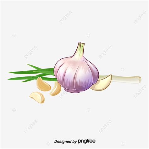 Garlic PNG Image, Vector Garlic, Garlic, Vector Garlic Cartoon, Cartoon ...