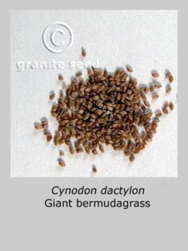 Cynodon dactylon | Granite Seed and Erosion Control