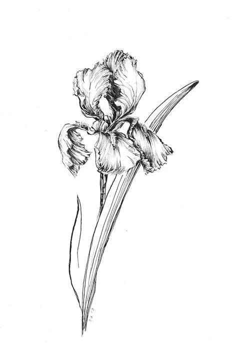 Art Print, Drawings of Iris, Ink Art Sketch Iris, Flower Artprints,ink Sketchart, Iris Artwork ...