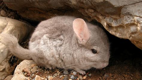 How Are Chinchillas Endangered