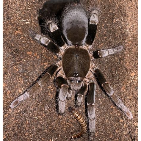 Hysterocrates gigas (Giant baboon spider ) M-L