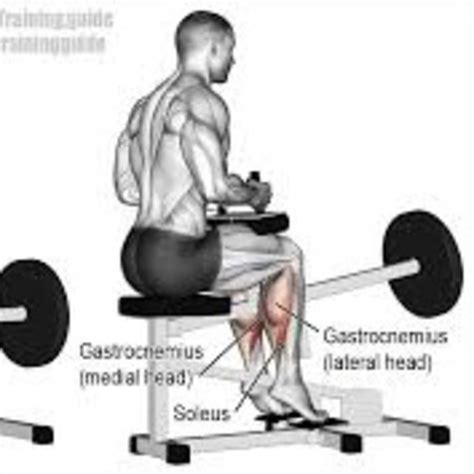 Seated Calf Raise by Belen G. - Exercise How-to - Skimble