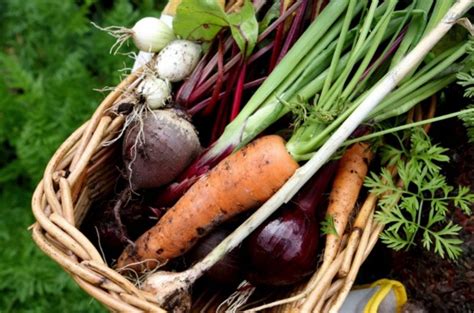 Love your garden: Winter vegetables