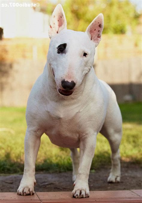 Chó Sục Bò - Bull Terrier Mắt Híp 1 Mí Đáng Yêu Nhất Quả Đất