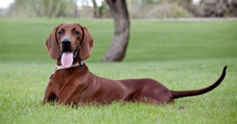 The Basic Dog Training of a Redbone Coonhound | Redbone coonhound ...