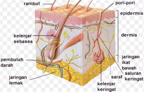 Lapisan Kulit Manusia Beserta Fungsi dan Gambarnya