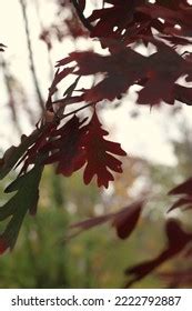 Bright Red Oak Tree Leaves Growing Stock Photo 2222792887 | Shutterstock