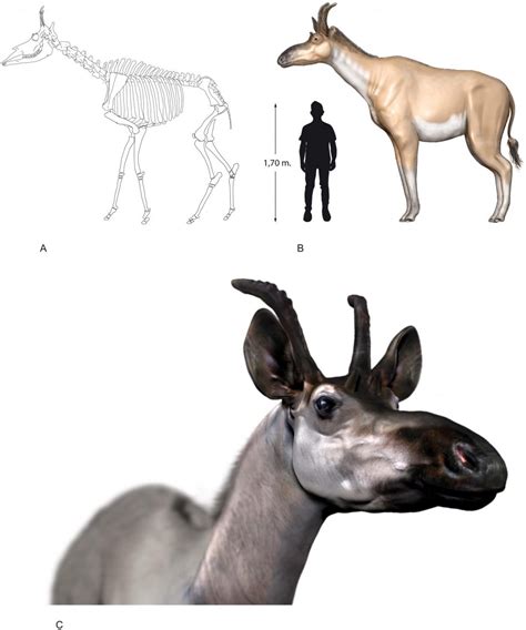 Giraffe ancestors roamed Spain