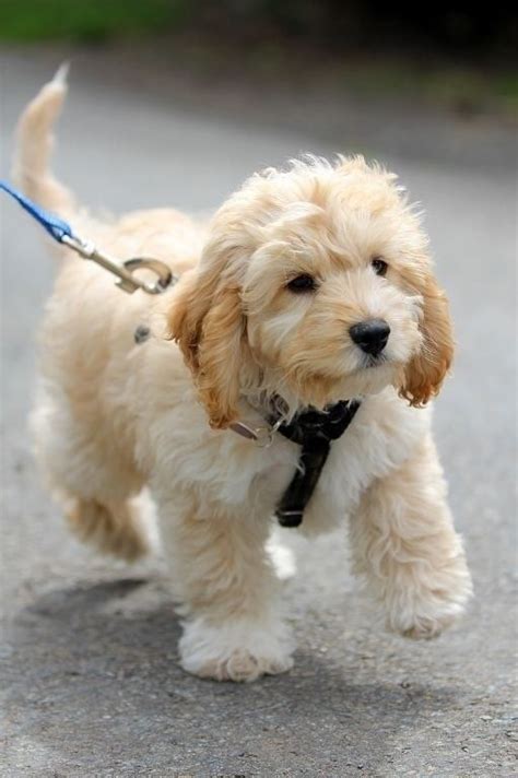 Cute puppy and dog: Cavapoo (Cavalier King Charles Spaniel and Poodle ...