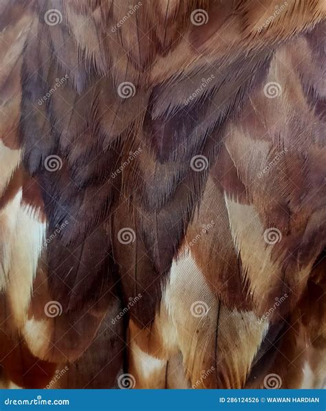 Brown eagle feathers stock photo. Image of white, brown - 286124526