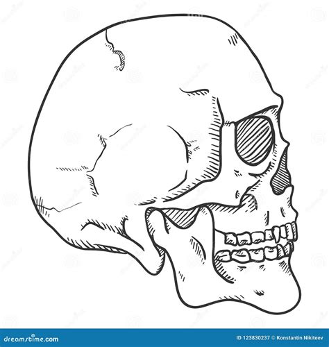 Vector Single Sketch Illustration - Human Skull. Side View. Stock ...