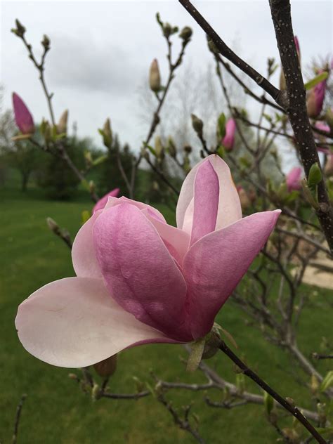 Pink Magnolia Tree - Free photo on Pixabay - Pixabay