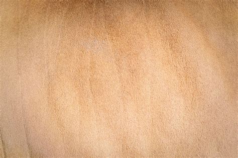 Premium Photo | Cow skin background