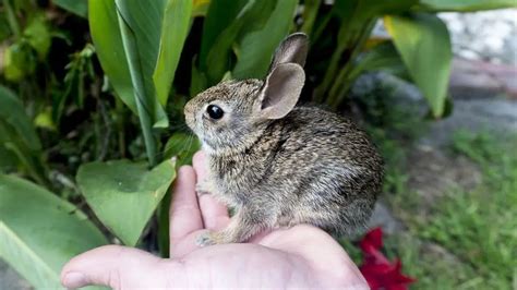 Robust Cottontail Rabbit Care Sheet | Here Bunny