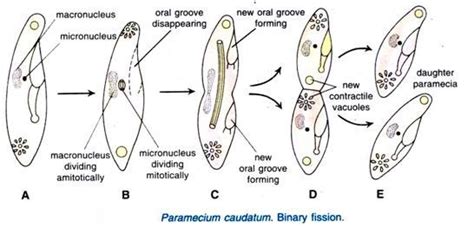 Asexual and sexual reproduction in Paramecium - Online Science Notes