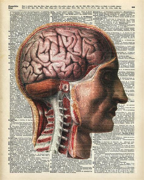Brain Anatomy Poster