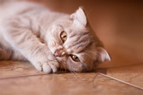 Signs & Symptoms of Cat Teeth Problems | AskVet