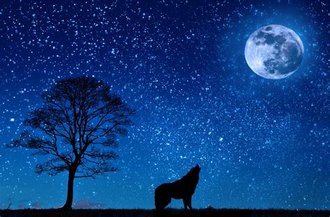 Wolf Howling Moon Silhouette Free Stock Photo - Public Domain Pictures