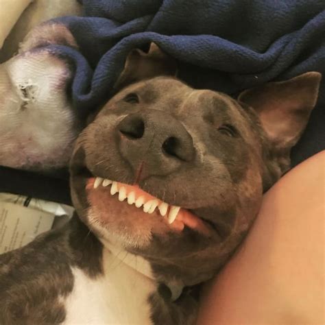 People Shared Photos Of Their Dogs Showing Their Teeth In A Funny Way - Small Joys