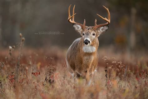 Whitetail Deer Photography - Whitetail Deer Photography