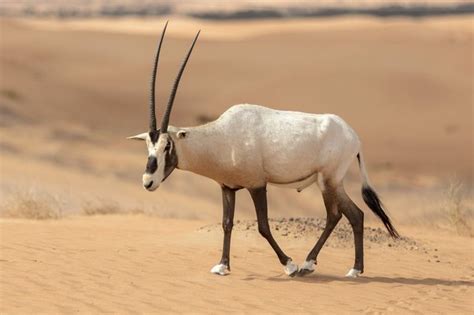 Top 159 + National animal of saudi arabia - Inoticia.net