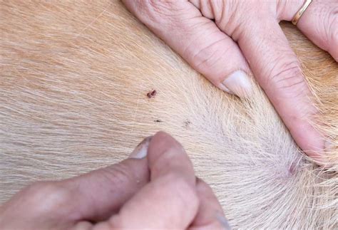 How to Check for Fleas on a Dog - PatchPuppy.com