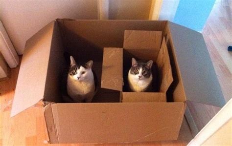 Create meme "cat in box , the cat in the box meme, cat in a box ...