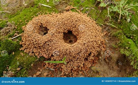 Ant And The Nest Of Ants, Close Up, Tanzania, Africa Royalty-Free Stock Image | CartoonDealer ...