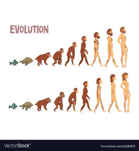 Biology Human Evolution Stages, Evolutionary Process of Man and Woman Vector Illustration on ...