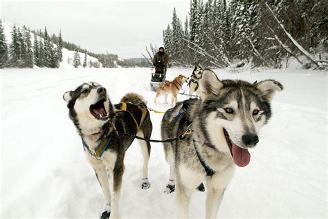 Winter in Whitehorse — a True Call of the Wild for Adventure Seekers – Vacay.ca