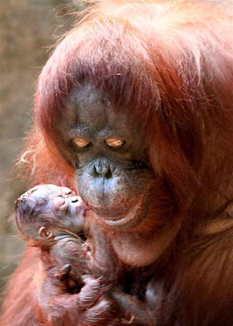 Baby orangutan makes debut in time for Christmas at Brookfield Zoo | Baby orangutan, Cute baby ...