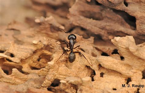 Big black ants in the home: Carpenter ants, Camponotus spp. — Bug of the Week