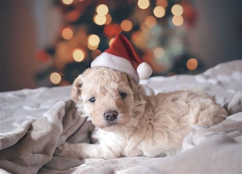 90+ Most Magical Christmas Names for Dogs + Pets (Female and Male) | YoCanine