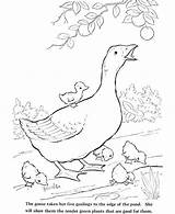 Pond Animals Coloring Pages At GetColoringscom  Free Printable sketch template